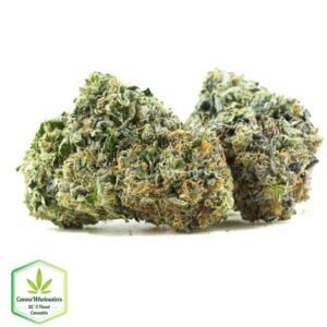 Budget Oz – King Louis