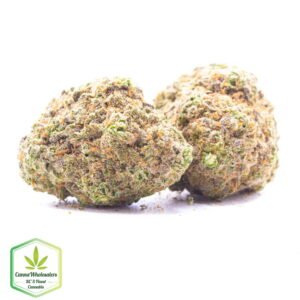 Budget Oz – Nightmare Cookies