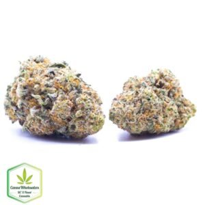 Budget Oz – Bay Dream