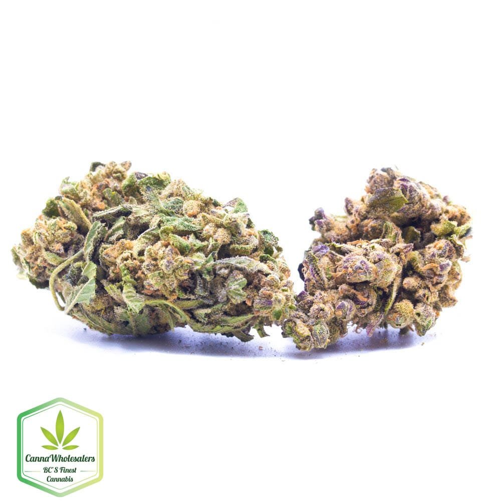 Budget Oz – Jungle Breath