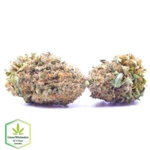 Budget Oz – Julius Caesar